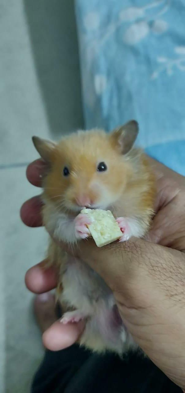 Hamster